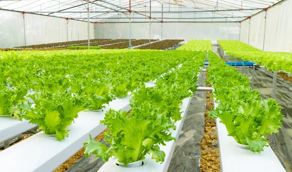 Hydroponic Plantaardige in een tuin. — Stockfoto