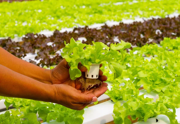 Vegetais hidropônicos à mão em um jardim . — Fotografia de Stock