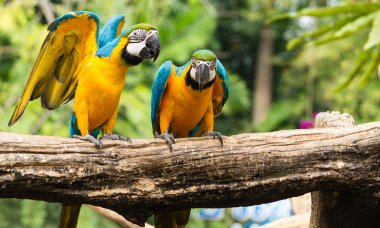 Amerika papağanı kuş