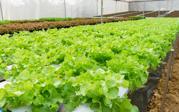 Vegetais hidropônicos na fazenda . — Fotografia de Stock