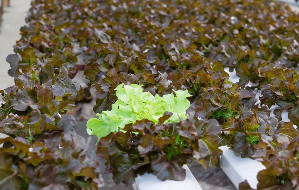 Hydroponic vegetable in farm. — Stock Photo, Image