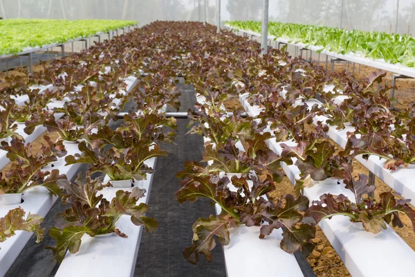 ฟาร์มไฮโดรโปนิกส์ผัก — ภาพถ่ายสต็อก