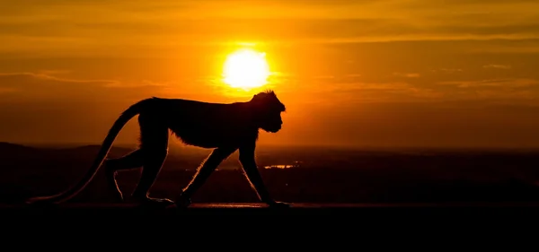 Silueta de mono al atardecer — Foto de Stock