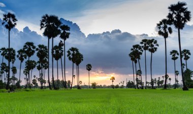 şeker palmiye ağacı üzerinde günbatımı