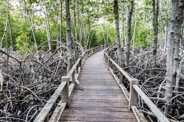 ahşap yolunu yol arasında mangrov orman, Tayland