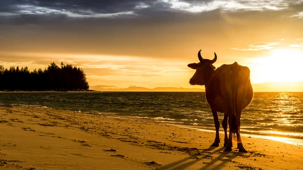Sylwetka wschód krowy na plaży — Zdjęcie stockowe