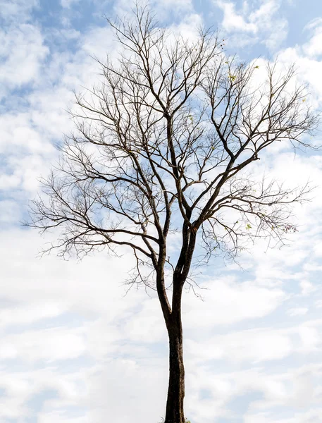 Albero secco su sfondo cielo — Foto Stock