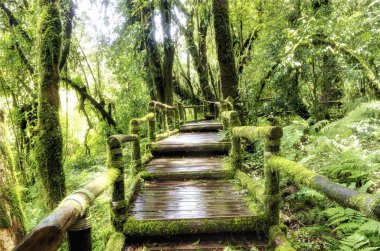 Bridge in to the jungle