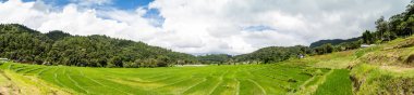 Çeltik pirinç alan Panoraması. Tayland