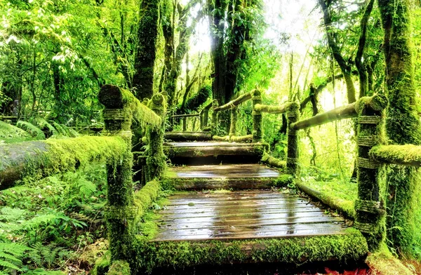 Moss alrededor de la pasarela de madera en la selva tropical — Foto de Stock