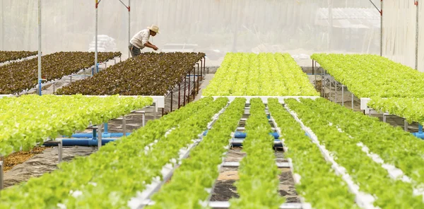 Horta hidropônica orgânica — Fotografia de Stock