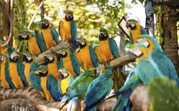 Hayvanat bahçesinde Scarlet Amerika papağanı — Stok fotoğraf
