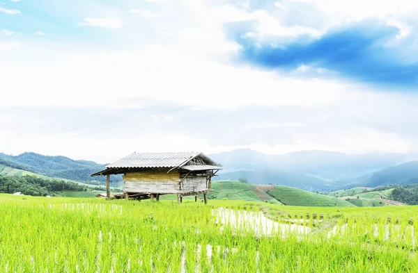 Green Terraced Rice Field en Chiangmai, Tailandia —  Fotos de Stock