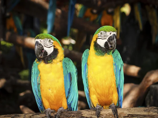 Casal arara azul-amarela — Fotografia de Stock