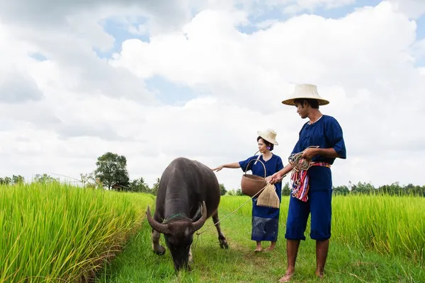 Para tajski rolnik z buffalo — Zdjęcie stockowe