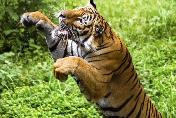 The fast motion of the jumping Bengal tiger — Stock Photo, Image