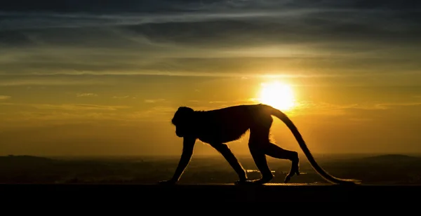 सूर्यास्तामध्ये माकडाचा सिल्हूट — स्टॉक फोटो, इमेज