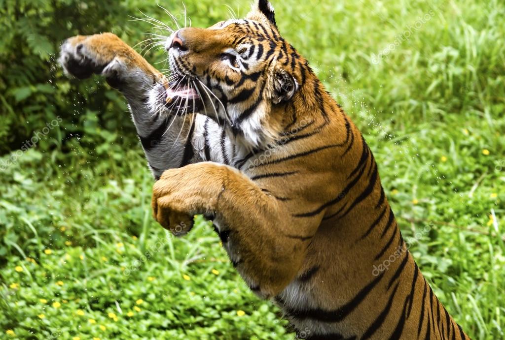 Bengal Tiger Leaping
