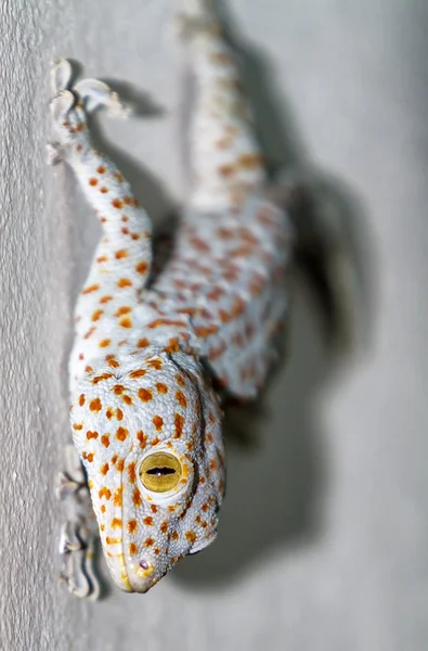 Gekko Gecko. — Fotografia de Stock