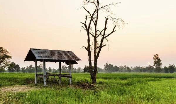 Cottage e campo de arroz verde em terraços na Tailândia — Fotografia de Stock