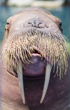 A walrus, closeup clipart