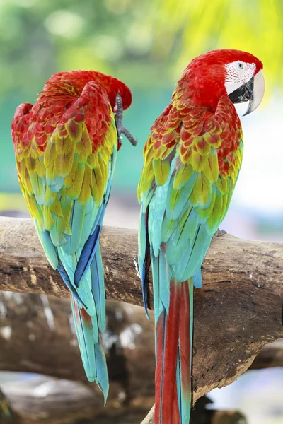 Ara papegojor i naturen — Stockfoto