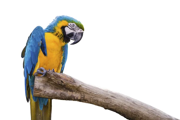 Closeup a beautiful macaw — Stock Photo, Image