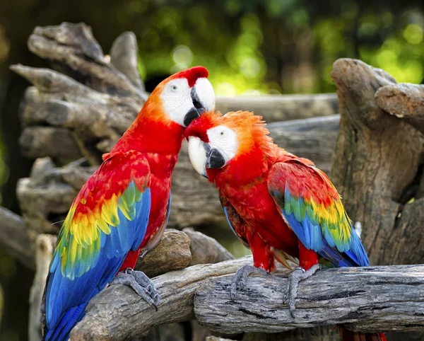 Красочные попугаи-ара — стоковое фото