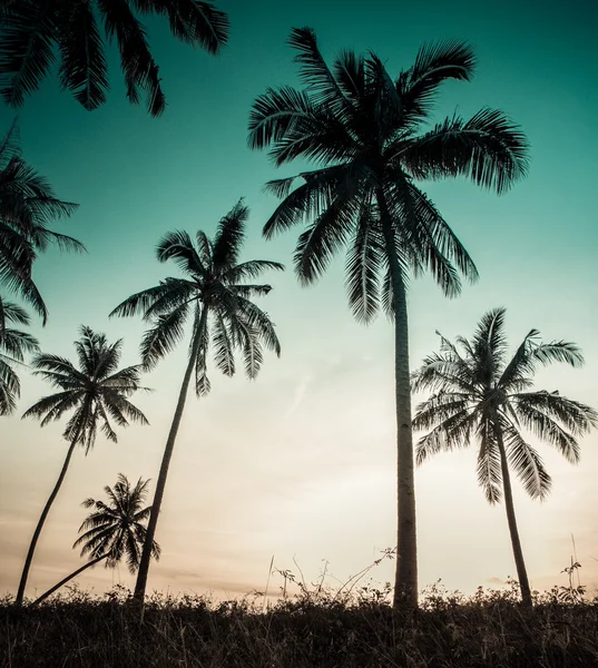 Vintage palma sfondo — Foto Stock