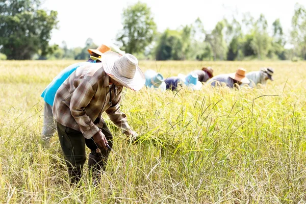 Thai rice farmer harvesting — Stock Photo, Image