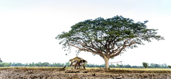 Cabaña y gran árbol en el campo de arroz terraza — Foto de Stock