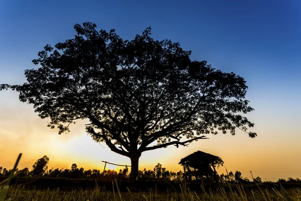 Kojan och stora träd i fältet terrass ris över sunset — Stockfoto