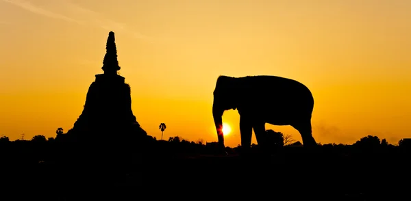 Pagode et éléphants — Photo
