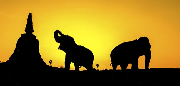 Силуэт пагоды и слонов — стоковое фото