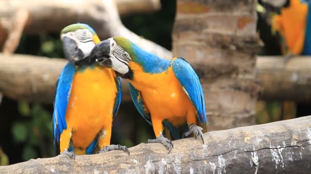 Love macaw birds — Stock Video