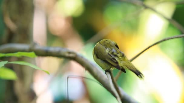 Vogel auf einem Ast — Stockvideo