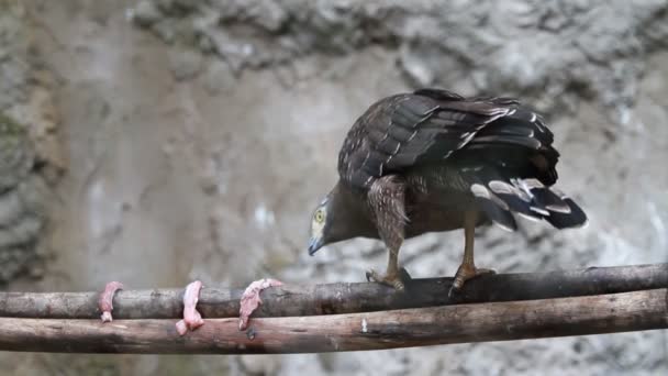 Un halcón de cola roja comiendo carne — Vídeo de stock