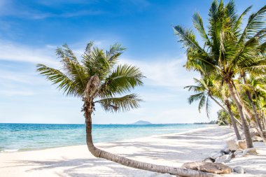 Güzel sahil ve tropikal deniz