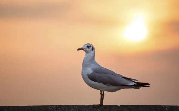 Pescăruș pe fundal apus de soare — Fotografie, imagine de stoc