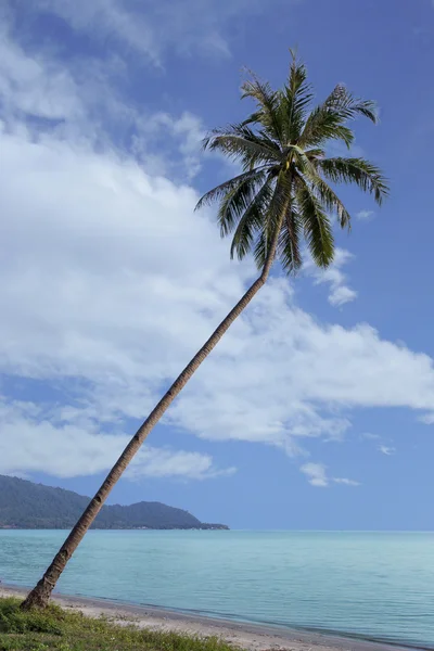 Palm och stranden — Stockfoto