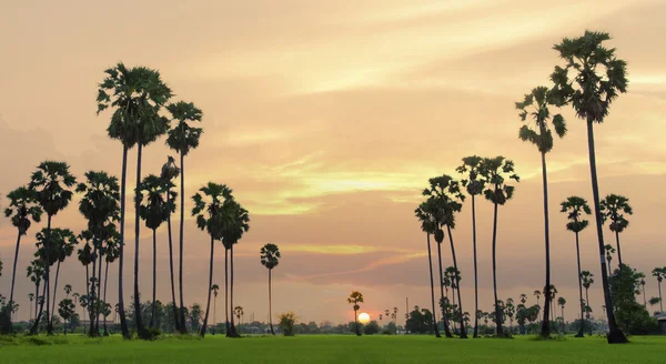 Palmy na tle pięknego zachodu słońca — Zdjęcie stockowe
