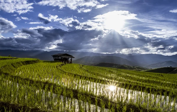 Campo de arroz con terrazas verdes — Foto de Stock