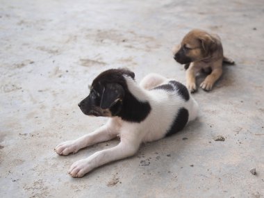 evsiz Asyalı köpek