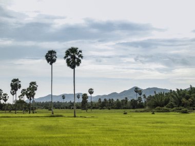 Yeşil tarla ve gri gökyüzü