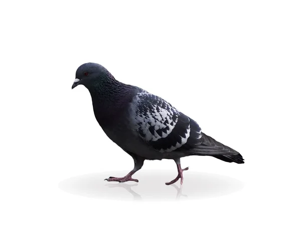 Izolálja a pigeon — Stock Fotó