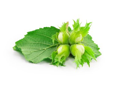 fındık