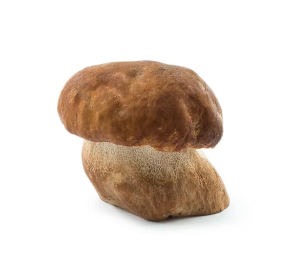 Pilz — Stockfoto