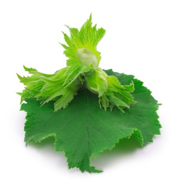 fındık