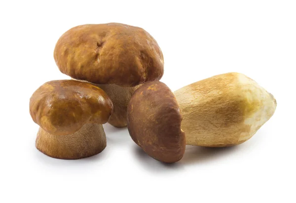 Mushrooms — Stock Photo, Image