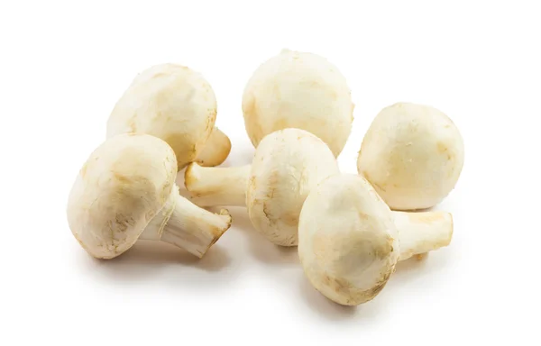 Mushrooms — Stock Photo, Image